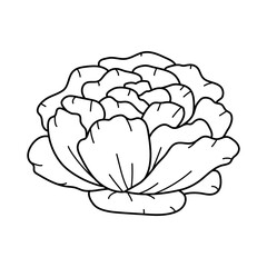 Doodle art beautiful peony flower. Botanical floral sketch, garden design element. Beautiful line art hand drawn vector
