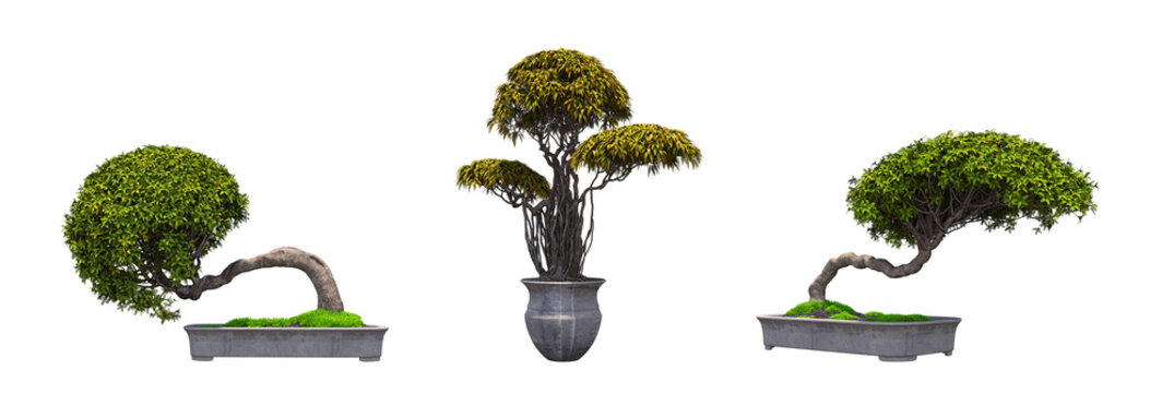 decorative bonsai tree isolated on a transparent background, 3D illustration, cg render