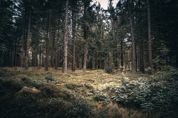 Der Bayerische Wald zum Herbstanfang mit grünem Wald und Bäumen. Bayern Deutschland