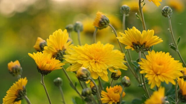 Yellow Chrysanthemum. Winter Flowers Growing in a Garden. Close up. Chrysanthemum Koreanum Bush on Blurred Nature Background. Blossoming of Korean Chrysanthemum. Copy space. Autumn bouquet. Flowerbed