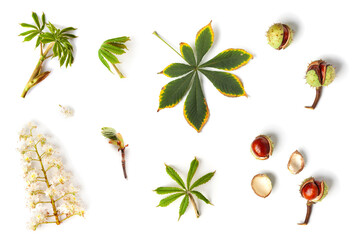 Horse chestnut  flowers, leaves and seeds on a white background. Aesculus hippocastanum. Top view - obrazy, fototapety, plakaty