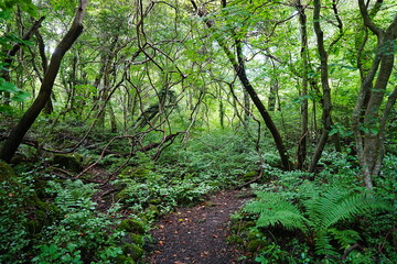 Fototapeta na wymiar fern and path in summer forest