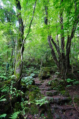 mossy rocks and old trees in wild forest
