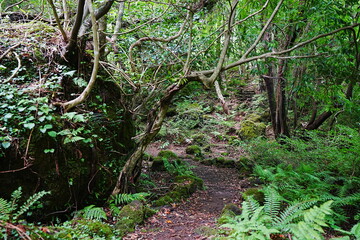 Obraz premium summer path in the gleaming sunlight