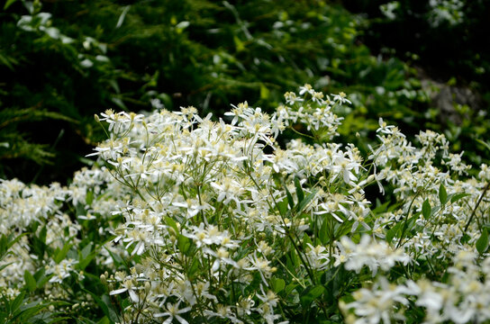 Clematis Terniflora