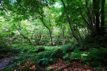 primeval forest in summer
