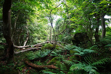 mossy rocks and fern in thick wild forest
