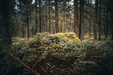 Der Bayerische Wald zum Herbstanfang mit grünem Wald und Bäumen. Bayern Deutschland