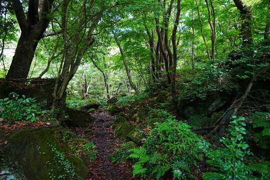 mossy rocks and old trees in wild forest © SooHyun