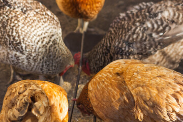 Hungry hens eating birdseed from birdfeeder in a closed outdoor aviary. Chickens breed Brown Nick and Plymouth Rock.