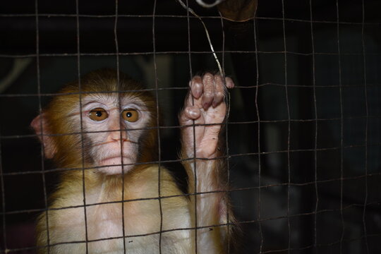 The monkey in cage is imprisoned 