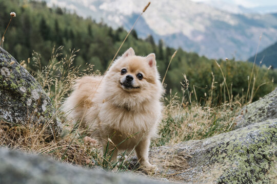 A cute cheerful Spitz standing on the stones in the mountains. Happy dog on the background of nature