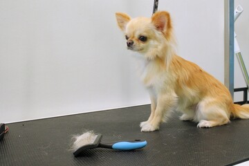 Funny chihuahua dog with safety belt standing on dog grooming table in salon. Pet care, wellness,...