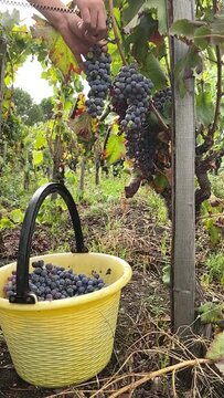 Slow motion di un grappolo d'uva che viene tagliato durante la vendemmia e cade nel secchio