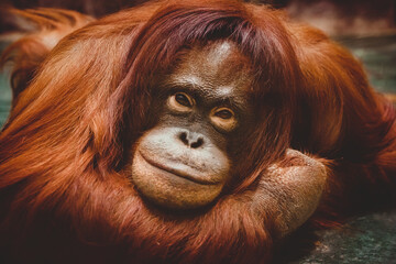 A female orangutan looks into the camera in close-up. Portrait of a large red monkey