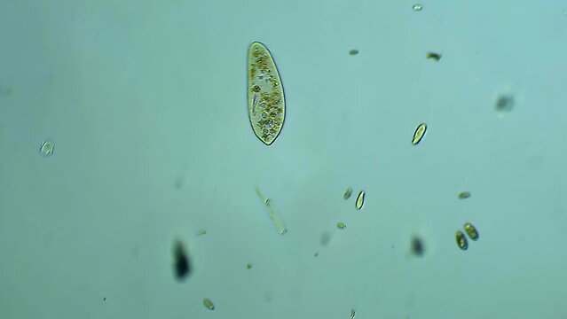 Micro organism infusorium - microscope magnification 10x