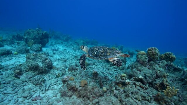 4K 120 fps Super Slow Motion Seascape with Hawksbill Sea Turtle in the coral reef of the Caribbean Sea, Curacao