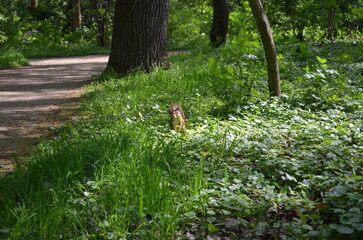 squirrel in the grass