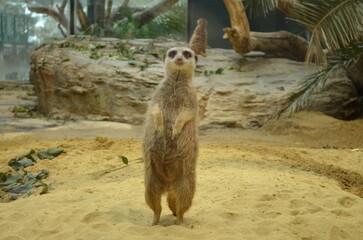 meerkat on guard