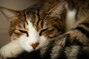 イイ夢を見て欲しい