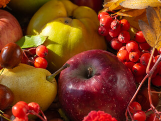 Autumn still life with ripe fruits and berries. Close-up pear, apple, quince, unabi, rowan-harvest festival. Autumn ripe fruit, vintage style, selective focus