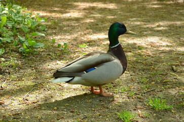 duck in the park