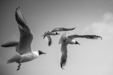 Seagulls having fun - obrazy, fototapety, plakaty