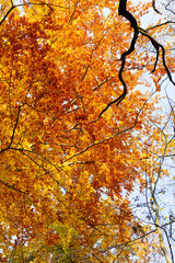 orange autumn leaf background. colorful leaf backdrop. autumn nature. tree branch with leaves.