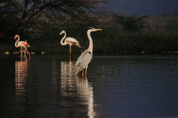 Heron at morning time in Lake. Wild water Birds.