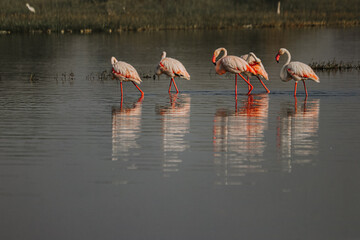 Pink flamingos walks in the lake. Morning moments with greater Flamingo Birds. Indian wildlife. Wild water Birds 