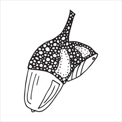 Vector hand drawn acorn illustration. Autumn botany sketch clipart.