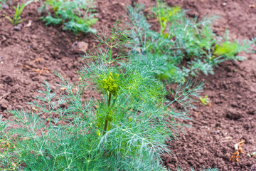 Partially blurred background image of green sprigs of dill growing in vegetable garden. Top view. Copy space