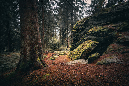 Der Bayerische Wald zum Herbstanfang mit grünem Wald und Bäumen. Bayern Deutschland