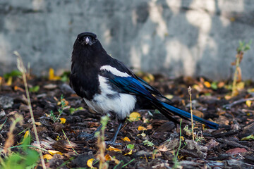Magpie in the grass close-up