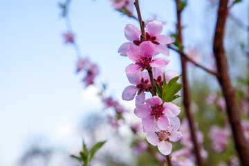 Pink flowers of the peach blossoms in garden at spring day..