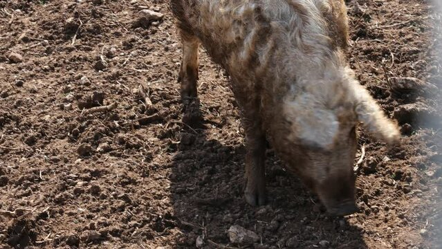 Mangalica or Mangulica Hairy Pig or Sheep Pig Outdoors Slovenia