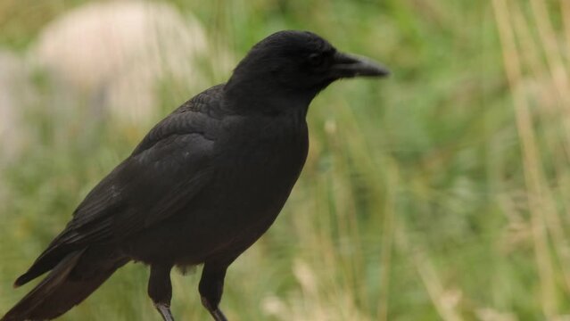 Close up portrait of black crow against defocused green grass behind