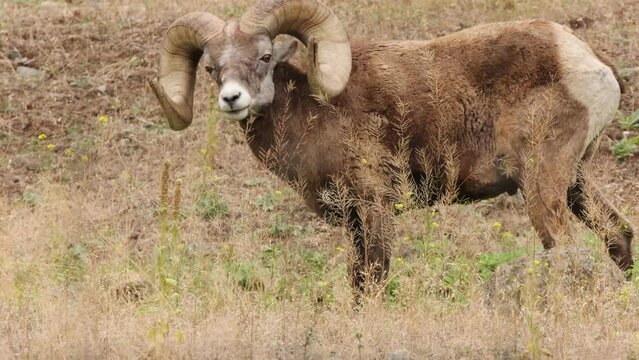 Fuzzy male Big Horn Sheep grazing, eats grass in mountainside meadow