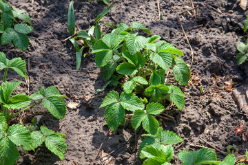 Young leaves of strawberry bush in the garden at spring time..