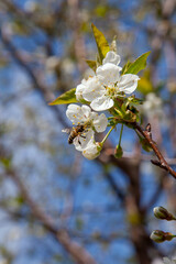 Honeybee on white flower of cherry tree collecting pollen and nectar to make sweet honey with medicinal benefits..