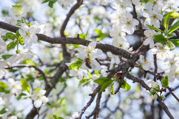 Honeybee on white flower of apple tree collecting pollen and nectar to make sweet honey with medicinal benefits..