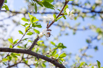 Honeybee on white flower of apple tree collecting pollen and nectar to make sweet honey with medicinal benefits..
