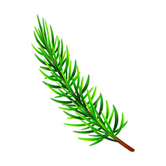Realistic branches pine on white background. Christmas isolated vector illustration spruce for banner, poster, package or holiday card decoration