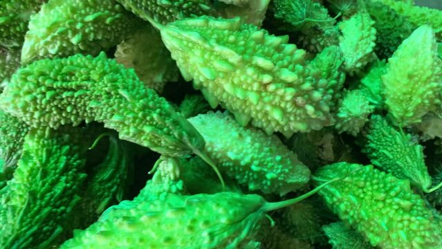 circling a pile of fresh green bitter gourds or bitter melons