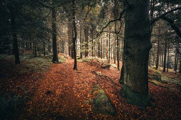 Der Bayerische Wald zum Herbstanfang mit grünem Wald und Bäumen. Bayern Deutschland