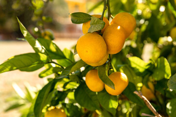 Tangerine tree. Ripe mandarin hanging on branches. Beautiful healthy juicy fruits growing in a sunny garden. Organic, healthy citrus outdoors. Split, Croatia.