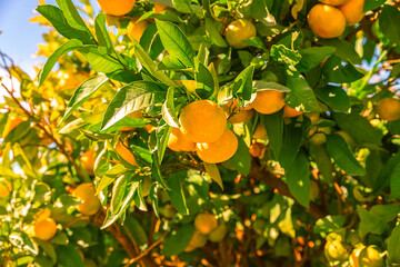 Tangerine tree. Ripe mandarin hanging on branches. Beautiful healthy juicy fruits growing in a...