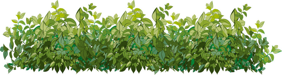 Realistic garden shrub, seasonal bush, boxwood, tree crown bush foliage.Ornamental green plant in the form of a hedge.For decorate of a park, a garden or a green fence.