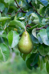 Shiny delicious pears hanging from a tree branch in the orchard..