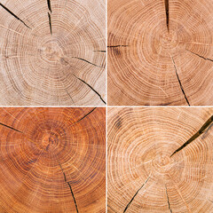Cut tree log Wood texture background - obrazy, fototapety, plakaty